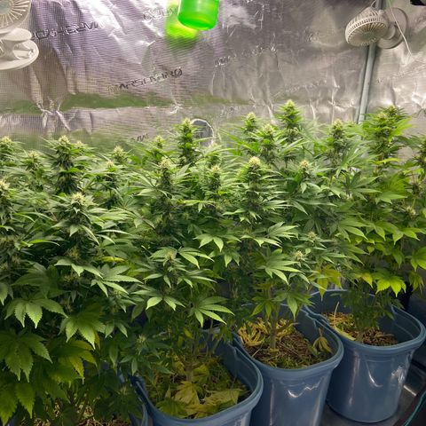Bruce banner #3 #4 growlog timeline photo