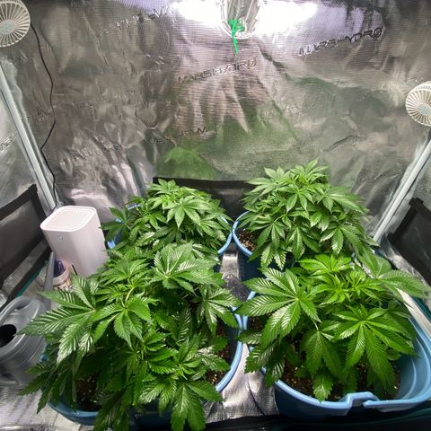 Bruce banner #3 #4 growlog timeline photo