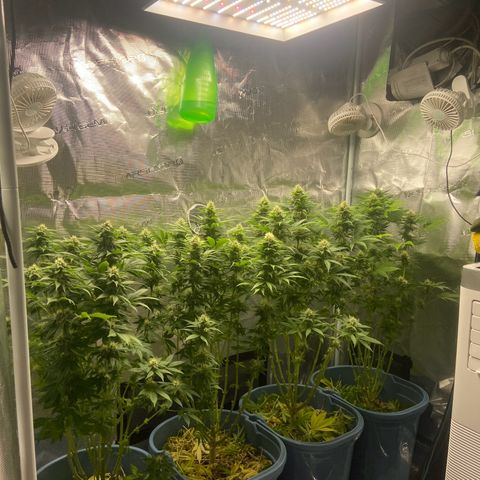 Bruce banner #3 #4 growlog timeline photo