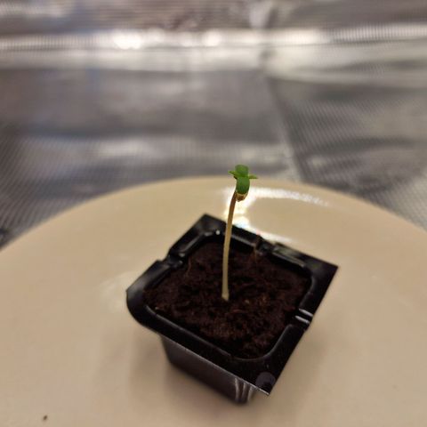 The Last growlog photo: Beginn 