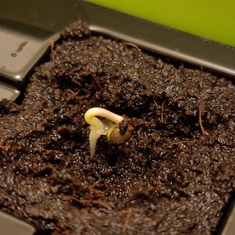 The Last growlog photo: Beginn 