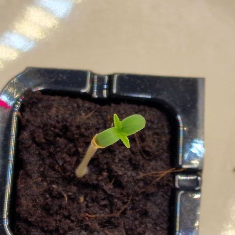 The Last growlog photo: Beginn 