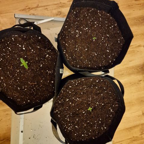 The Last growlog timeline photo