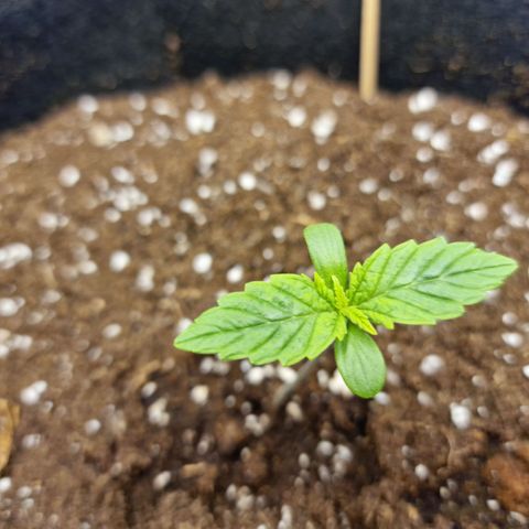 The Last growlog timeline photo