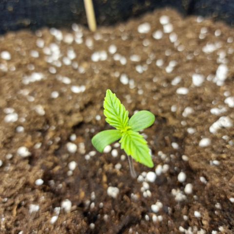 The Last growlog timeline photo