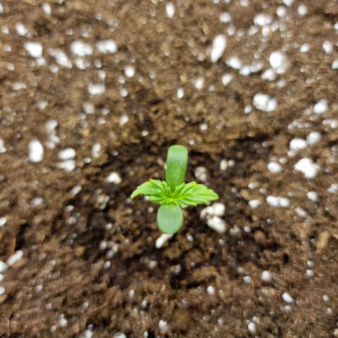 The Last growlog timeline photo