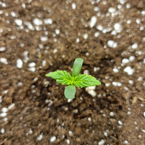 The Last growlog photo: Gelbliche Verfärbung?