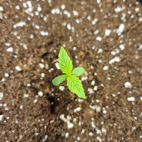 The Last growlog photo: Gelbliche Verfärbung?