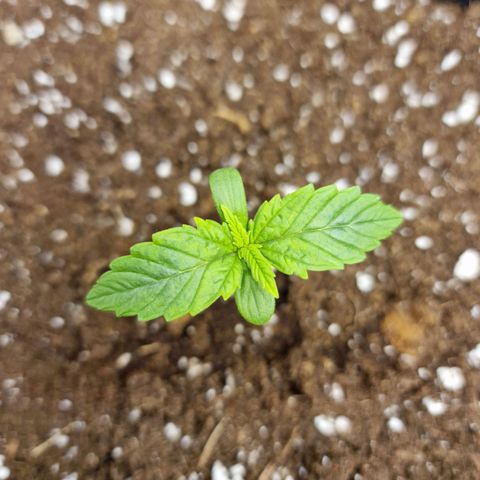 The Last growlog photo: Gelbliche Verfärbung?