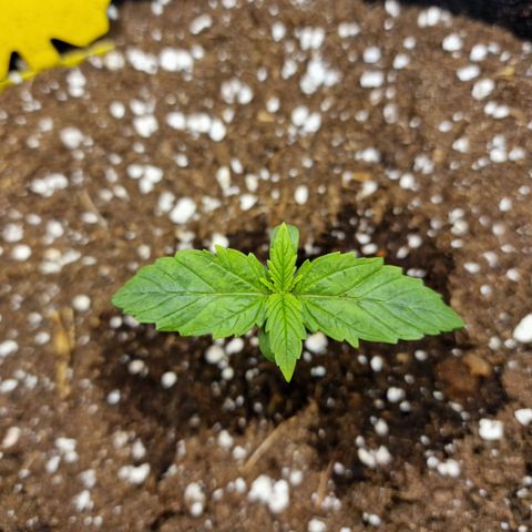 The Last growlog photo: Blätter sehen grüner aus