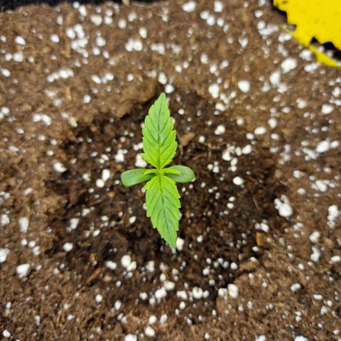 The Last growlog photo: Blätter sehen grüner aus