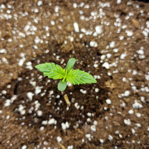 The Last growlog photo: Blätter sehen grüner aus