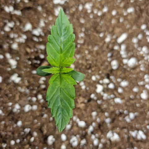 The Last growlog timeline photo