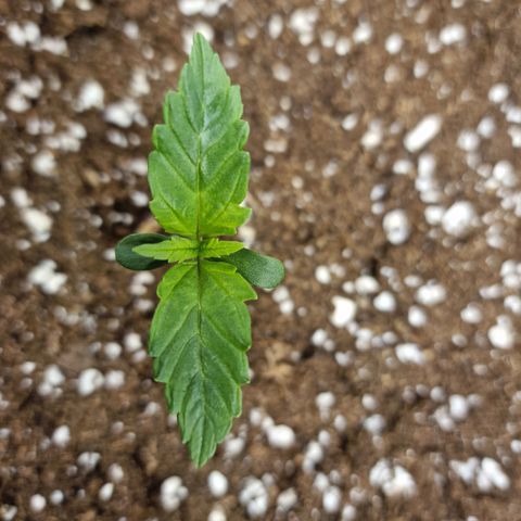 The Last growlog timeline photo