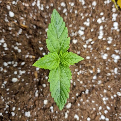 The Last growlog timeline photo