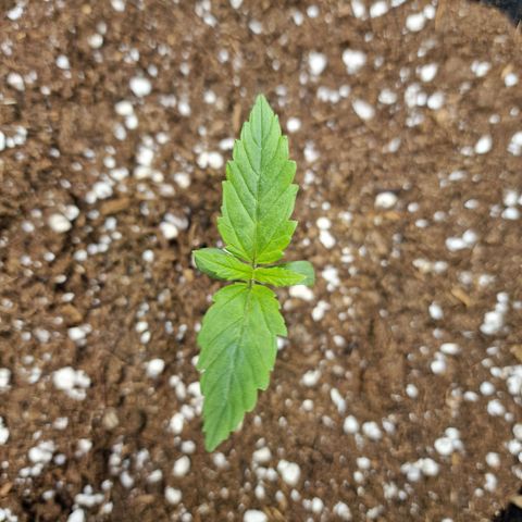 The Last growlog timeline photo