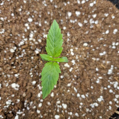 The Last growlog timeline photo