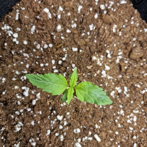 The Last growlog timeline photo