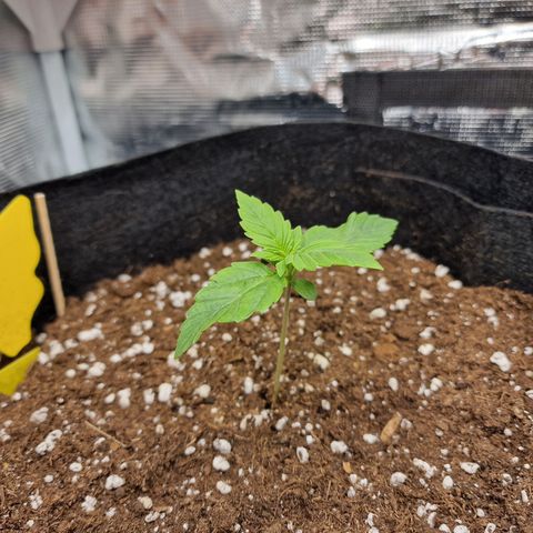 The Last growlog timeline photo