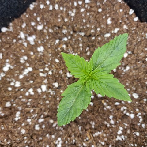 The Last growlog timeline photo