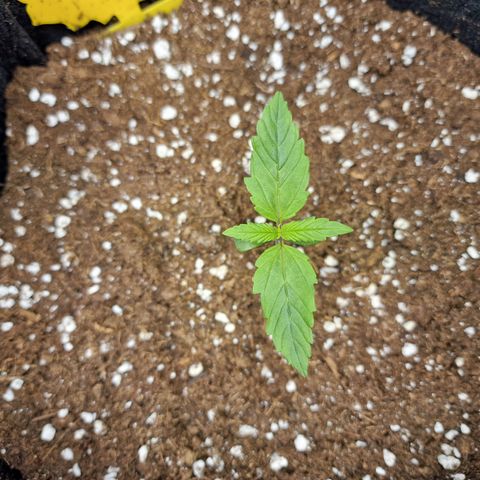 The Last growlog timeline photo