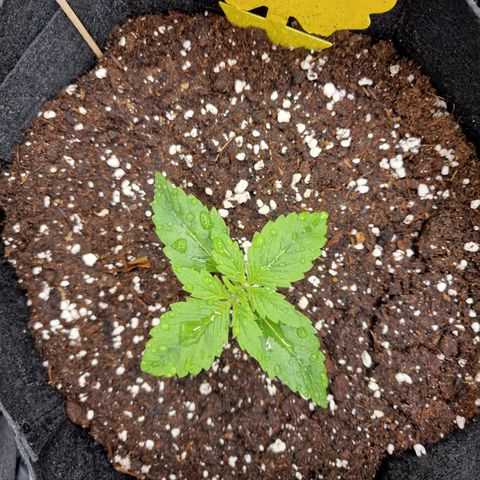 Speedy growlog timeline photo