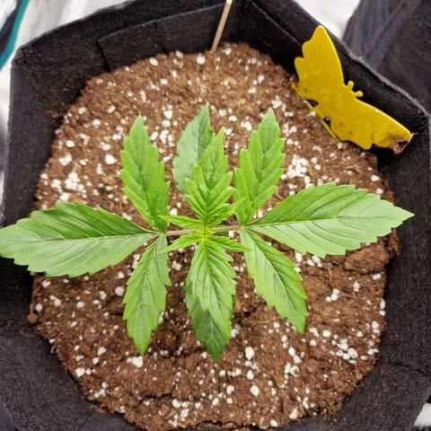 Speedy growlog timeline photo