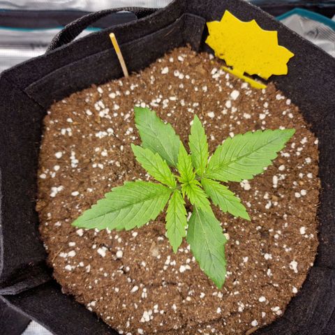 Slowly growlog timeline photo
