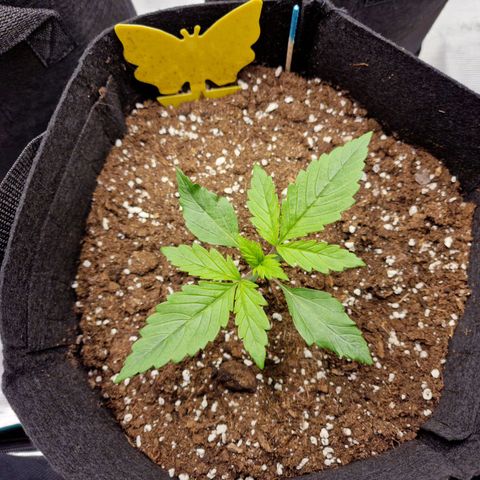 The Last growlog timeline photo