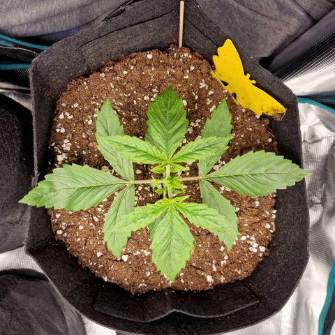 Speedy growlog timeline photo
