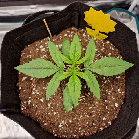 Slowly growlog timeline photo