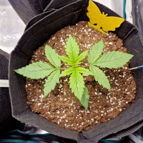 The Last growlog timeline photo