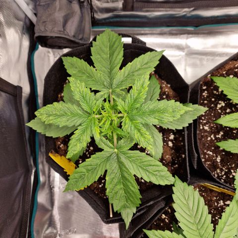 Speedy growlog photo: Überdüngung, ausgesetzt bis min. Mittwoch den 05.02