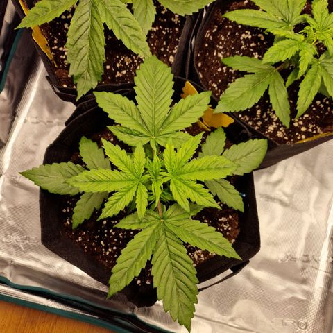 The Last growlog photo: Überdüngung, ausgesetzt bis min. Mittwoch den 05.02