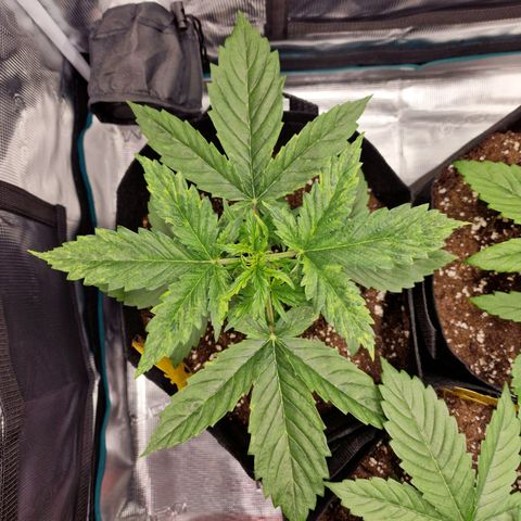 Speedy growlog timeline photo