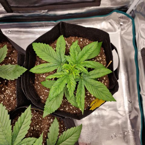Slowly growlog timeline photo