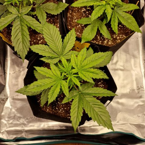 The Last growlog timeline photo