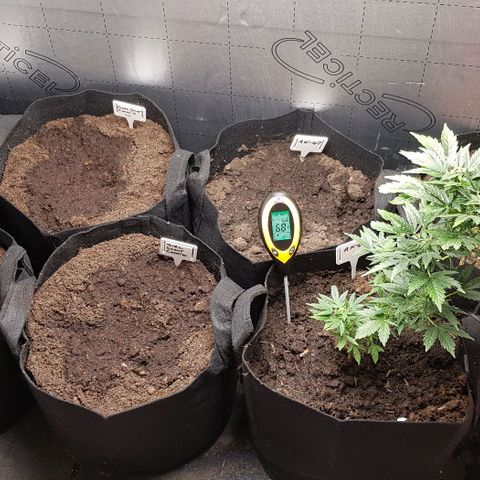Bruce Banner Auto growlog photo: All set up for 7 plants 
