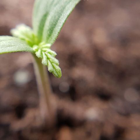 Bruce Banner Auto growlog photo: Both seeds broken ground 