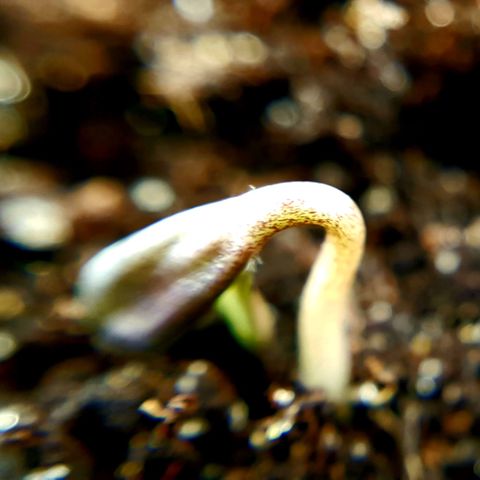 Bruce Banner Auto growlog photo: Both seeds broken ground 