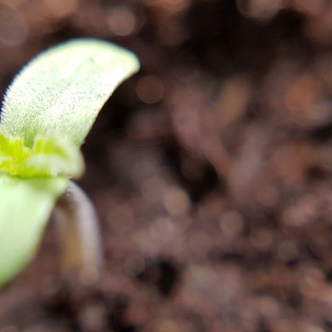 Bruce Banner Auto growlog photo: Both seeds broken ground 