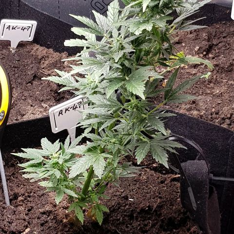 Bruce Banner Auto growlog photo: Both seeds broken ground 