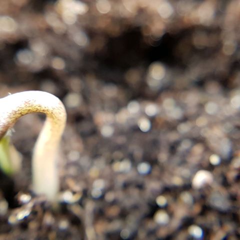 Bruce Banner Auto growlog photo: Both seeds broken ground 
