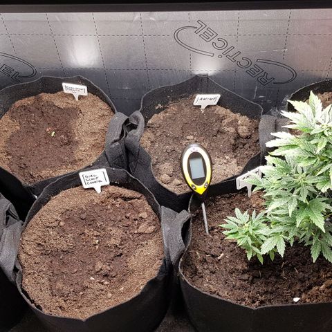 Bruce Banner Auto growlog photo: 6 new seeds germinate and sprouted. All in seedling stage. All going well so far. 