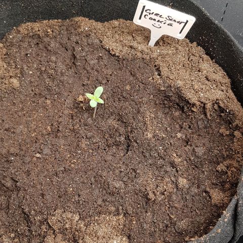 Bruce Banner Auto growlog photo: All girls looking good. No watering. 