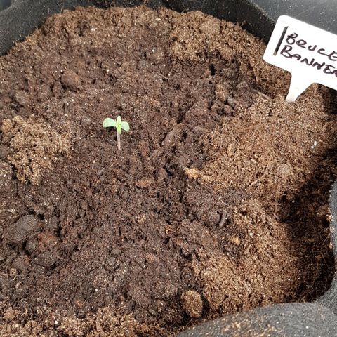 Bruce Banner Auto growlog photo: All girls looking good. No watering. 