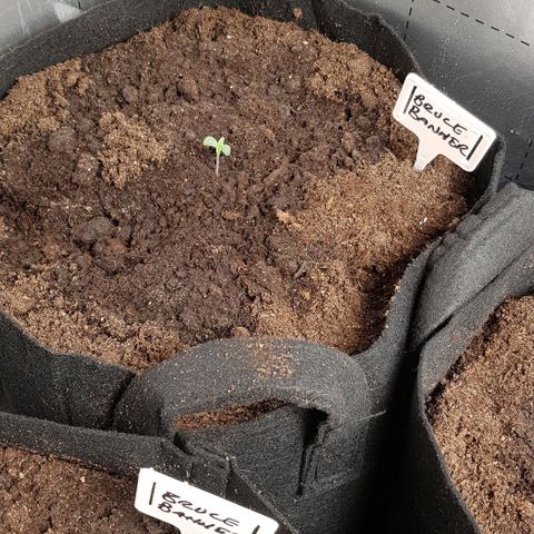 Bruce Banner Auto growlog photo: Plant 1 & 2 
