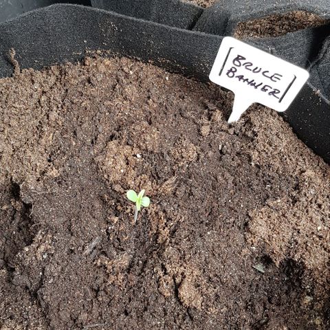 Bruce Banner Auto growlog timeline photo