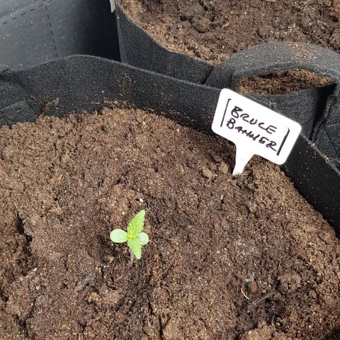 Bruce Banner Auto growlog photo: 12&12 light cycle. Still doing well. 