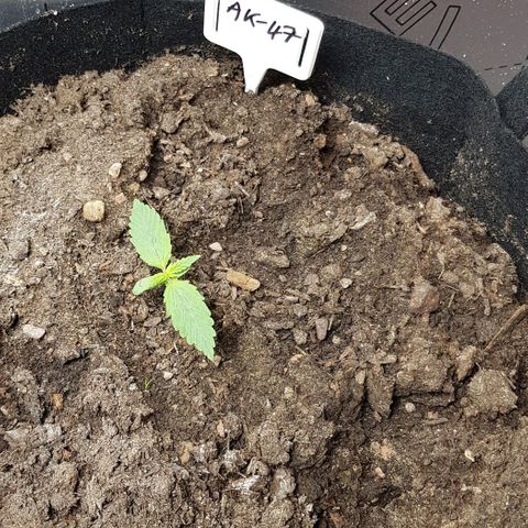 Bruce Banner Auto growlog photo: 23 degrees/ 75 % humidity. 
All new girls looking good. 